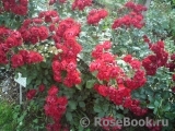 Black Forest Rose ®