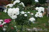 Aspirin Rose Aspirin Rose