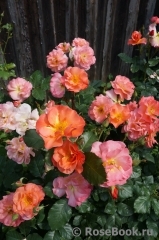 Westerland Westerland