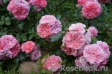 Uetersens Rosenprinzessin ® Uetersens Rosenprinzessin ®
