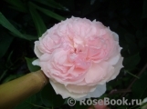 The Wedgwood Rose The Wedgwood Rose