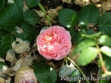 Strawberry Hill Strawberry Hill