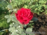 Mildred Scheel Mildred Scheel
