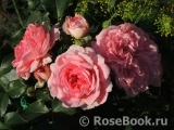 Rosarium Uetersen Rosarium Uetersen
