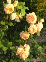 Crown Princess Margareta® Crown Princess Margareta®