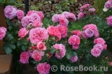Rosarium Uetersen Rosarium Uetersen
