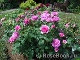 England's Rose England's Rose