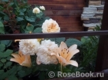 Apricot Sky ® Apricot Sky ®