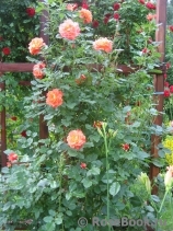 Westerland Westerland