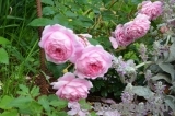 Alan Titchmarsh Alan Titchmarsh