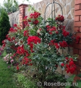 Scarlet Meillandecor Scarlet Meillandecor