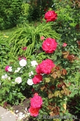 Midsummer Midsummer