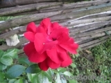 Amadeus Amadeus