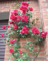 Paul's Scarlet Climber Paul's Scarlet Climber
