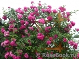 Excelsa Excelsa