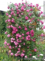 Excelsa Excelsa