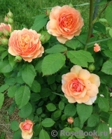 Grace® Grace®