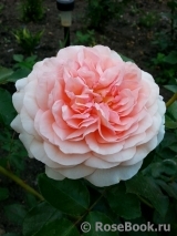 Sangerhauser Jubilaumsrose Sangerhauser Jubilaumsrose