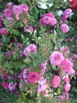 Purple Rain Purple Rain