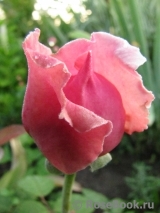 Brother Cadfael Brother Cadfael