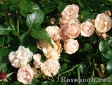 Bordure Nacree Bordure Nacree