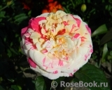 Vanille Fraise ® Vanille Fraise ®