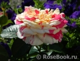 Vanille Fraise ® Vanille Fraise ®