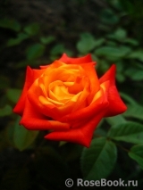 Red Gold Red Gold