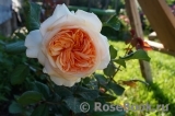 Apricot Sky ® Apricot Sky ®