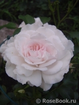 Great North Eastern Rose 