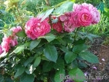 Bordure Magenta Bordure Magenta