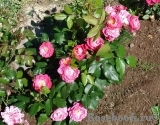 Bordure Magenta Bordure Magenta