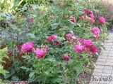 Bordure Magenta Bordure Magenta