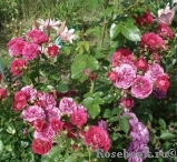 Bordure Magenta Bordure Magenta