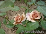 Julia's Rose Julia's Rose