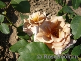 Julia's Rose Julia's Rose