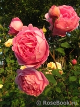 Alan Titchmarsh