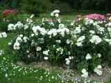 Diamond Border Diamond Border