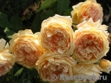 Crown Princess Margareta® Crown Princess Margareta®