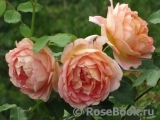 Lady of Shalott Lady of Shalott