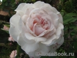 Great North Eastern Rose 