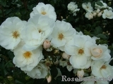 Diamond Border Diamond Border