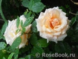 Caron Keating Rose Caron Keating Rose