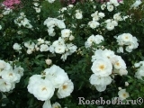 Diamond Border Diamond Border