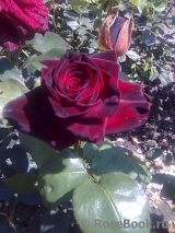 Black Baccara Black Baccara