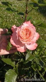 Augusta Luise Augusta Luise