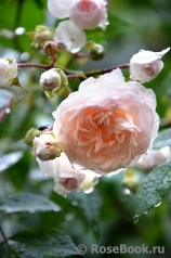 Eulalia Berridge Eulalia Berridge