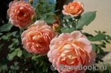 Lady of Shalott Lady of Shalott