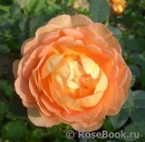 Lady of Shalott Lady of Shalott