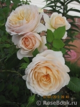 Crocus Rose® 